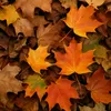 foto van herfstkleurige bladeren